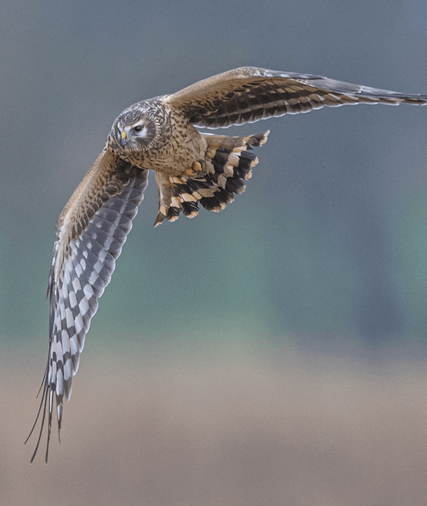 <strong>The phoenix</strong> from the ashes