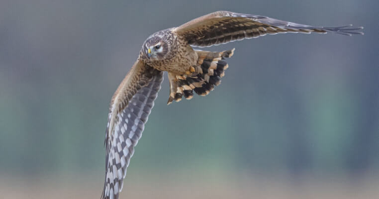 Landesbund für Vogelschutz in Bayern e.V.